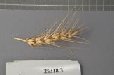 Click for 1 image(s) for this accession. Spike